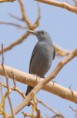/album/some-overseas-trips/blue-rock-thrush-israel-2006-march-jpg/